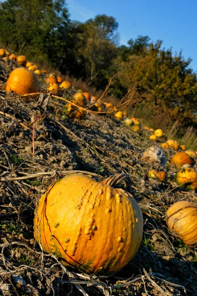Pumpkin on a field — Stock Photo, Image