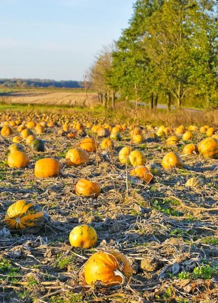 Pumpkin Field — Stock Photo, Image