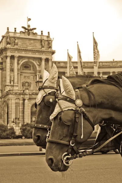 Cavalos perto da Biblioteca em Viena. Sépia — Fotografia de Stock