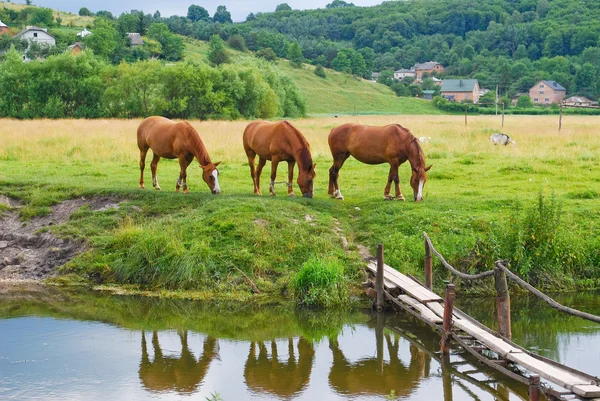 Cavalos Grazing — Fotografia de Stock