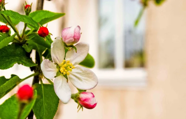 Apple tree in blossom near window — Stock Photo, Image