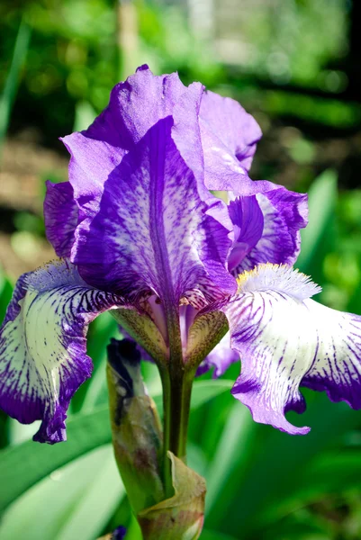 Iris Azul — Foto de Stock