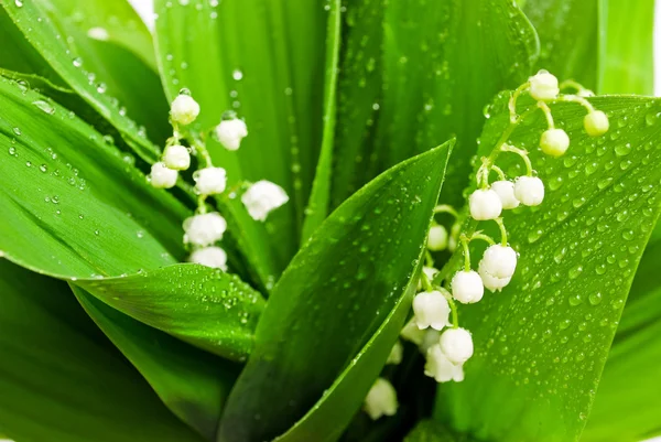 Lily-of-the-valley Stock Picture