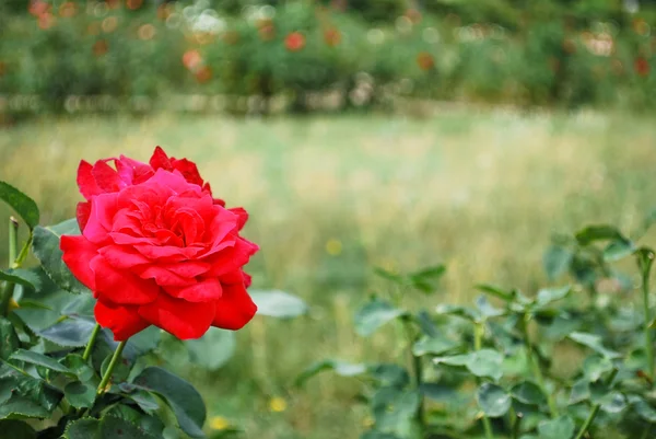 Röd Ros Trädgården — Stockfoto