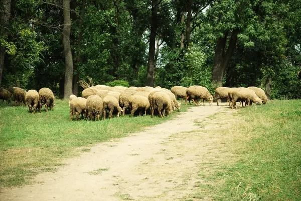 stock image Sheep grazing