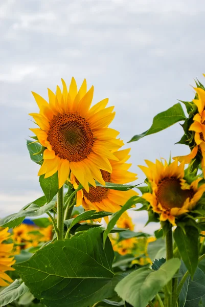 stock image Sunflower