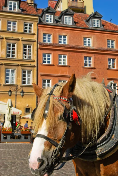 Horse Warsaw — Stock Photo, Image