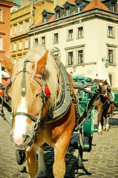 Pferd Warschau — Stockfoto