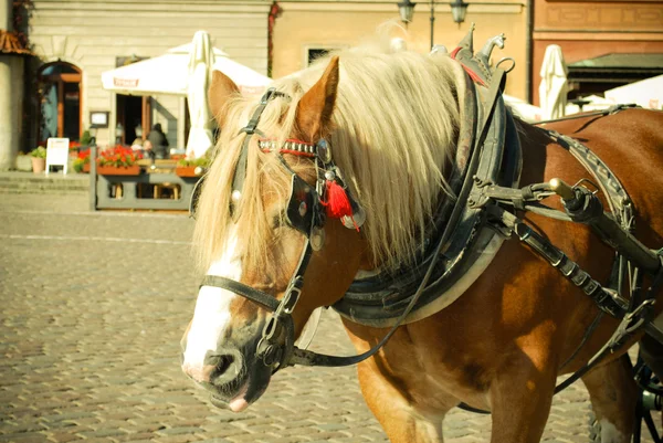 Koń w Warszawie — Zdjęcie stockowe