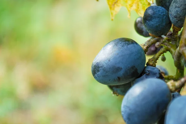 Sweet Blue Grapes — Stock Photo, Image