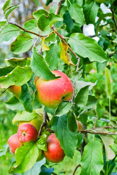 Pommes sur l'arbre — Photo