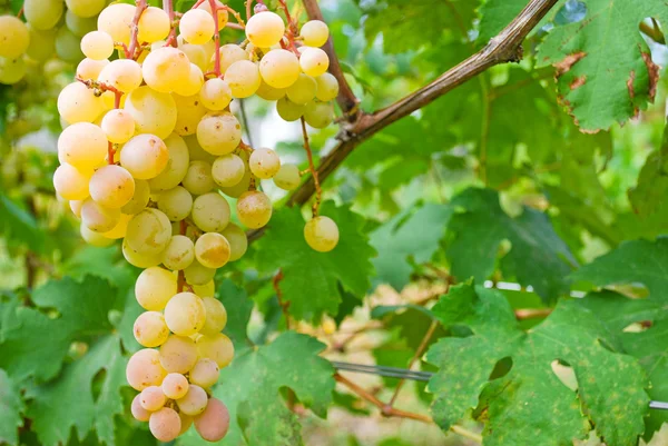 White Grapes — Stock Photo, Image
