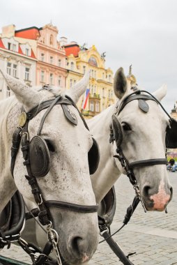 Prag içinde atlar