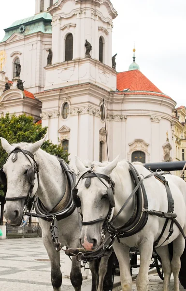 Cavalos brancos em Praga — Fotografia de Stock