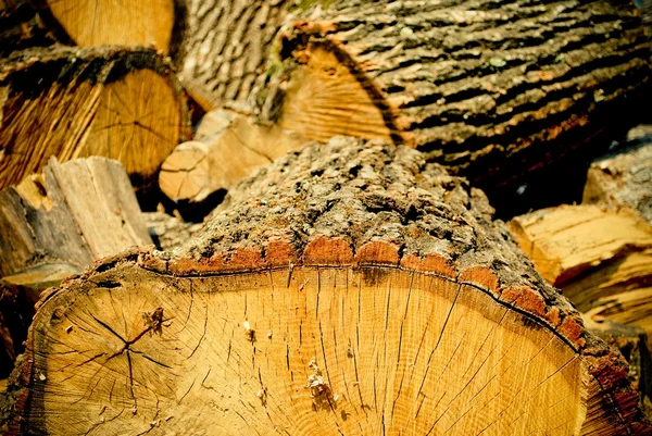 Brennholz gehackt — Stockfoto