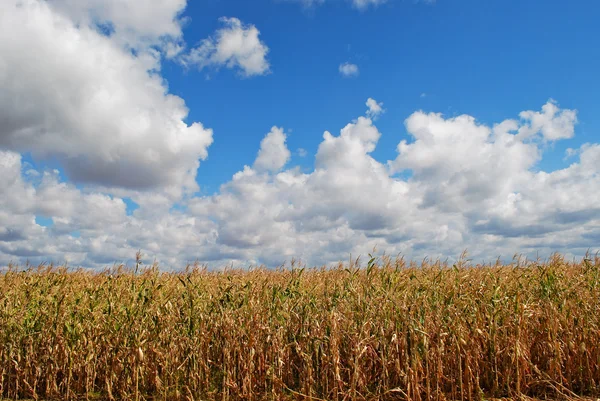 Stock image Field of maize