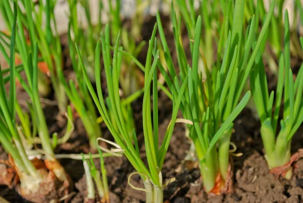 stock image Green onion