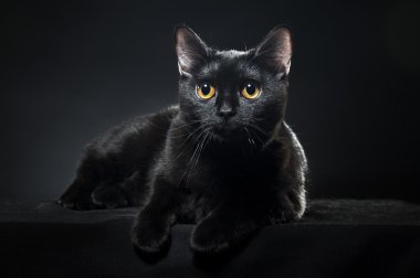 British black cat isolated on black background clipart