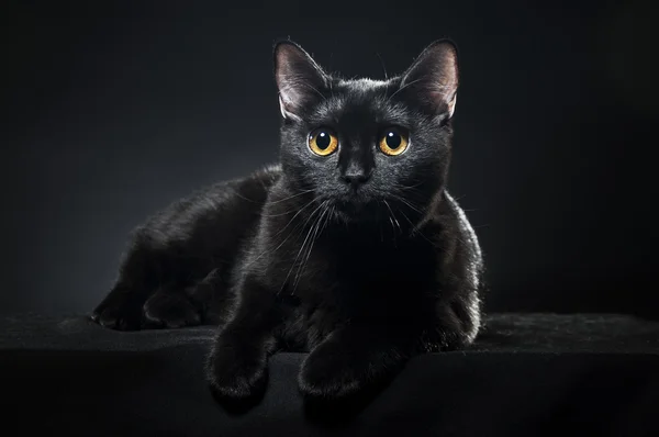 British Black Cat Isolated Black Background — Stock Photo, Image