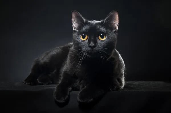 Британская Чёрная Кошка Чёрном Фоне — стоковое фото