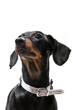 Pembe Yaka, siyah ve kahverengi dachshund portresi