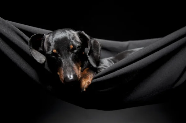 Siyah Kahverengi Dachshund Bir Hamakta Uyumak — Stok fotoğraf