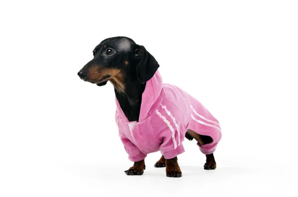 Dachshund in a pink suit — Stock Photo, Image