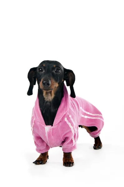 Dachshund in een roze pak — Stockfoto