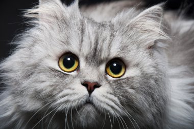 Persian cat clipart