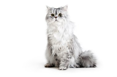 Persian cat clipart