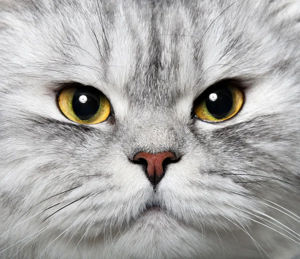 Persisk katt — Stockfoto