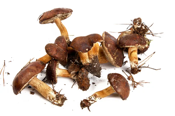 Cogumelos Boletus e Xerocomus badius isolados em branco — Fotografia de Stock
