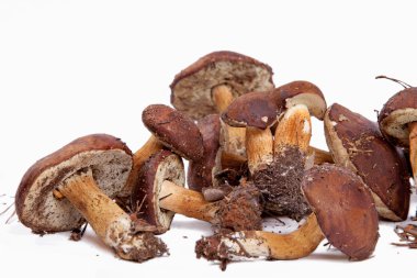 Xerocomus badius mushrooms isolated on white background