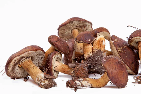 Xerocomus badius mushrooms isolated on white background — Stock Photo, Image