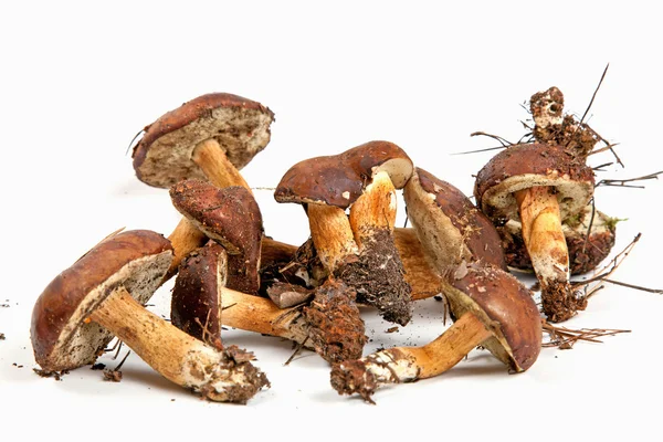 Cogumelos xerocomus badius isolados sobre fundo branco — Fotografia de Stock
