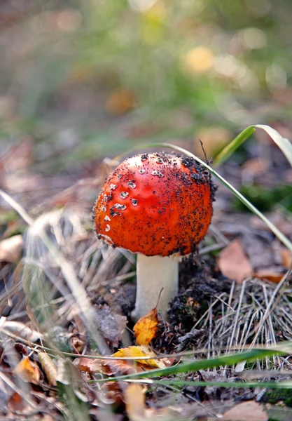 Amanita kırmızı mantar — Stok fotoğraf