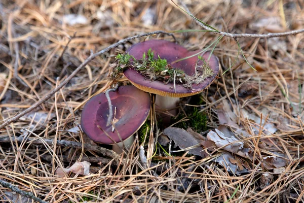 Cogumelos russula — Fotografia de Stock