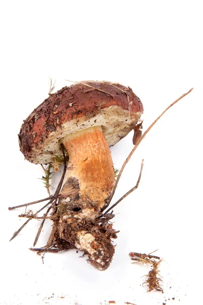 Xerocomus badius mushroom isolated on white — Stock Photo, Image