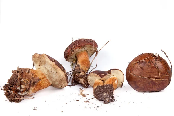 Xerocomus badius mushrooms isolated on white — Stock Photo, Image