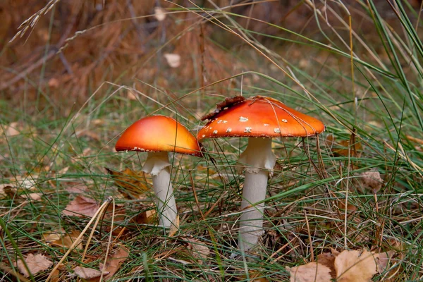 Красные грибы аманиты в лесу — стоковое фото