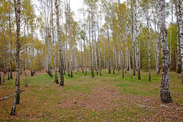 stock image Birch forest in autumn