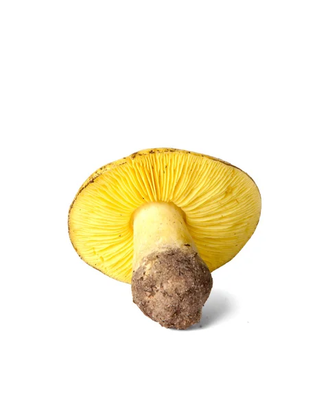Tricholoma equestre mushroom isolated on white — Stock Photo, Image