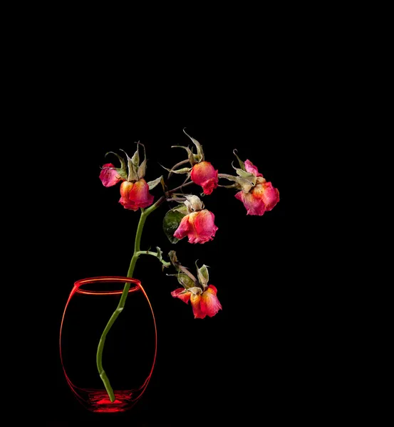 Martwe róże w wazonie wyizolowane na czarno — Zdjęcie stockowe