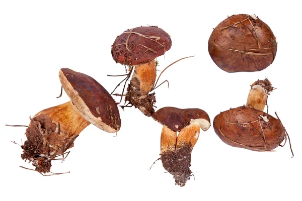 Xerocomus badius paddenstoelen geïsoleerd op wit — Stockfoto