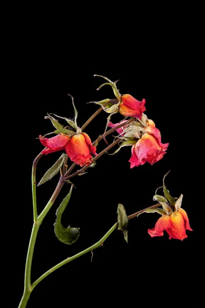 Döda rosor isolerade på svart — Stockfoto