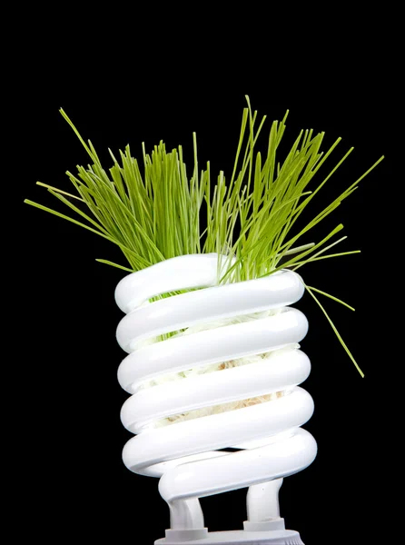 Grünes Gras wächst von Lampe isoliert auf schwarz — Stockfoto