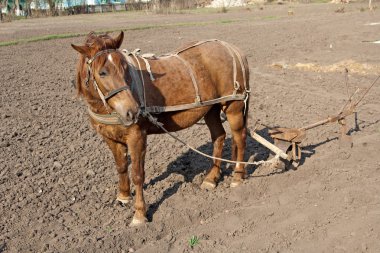 Horse with plow clipart