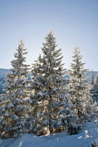 Pine covered with snow — Stock Photo, Image