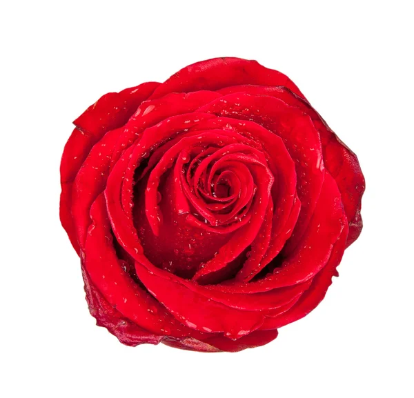 Red rose bud isolated on white — Stock Photo, Image
