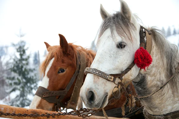 Hästhuvud i snöig skogslandskap — Stockfoto